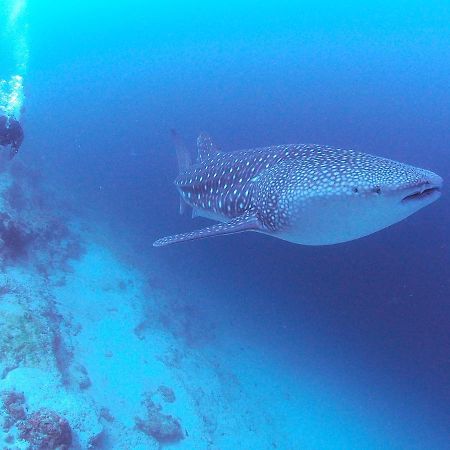 Unwind Dhigurah Hotel Dhigurah  Luaran gambar